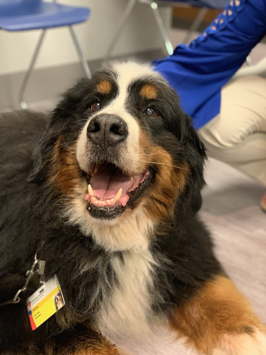 cwruim's tweet photo. We had fun at our #CodeSprinkles today at @UHhospitals and also at @ClevelandVAMC. Thank you to Sue and puppy Nichlas from PetPals who came to spend time with our #residents! @MitchellsCleve Wildberry Crumble is the best! https://t.co/d8iyzefcVC