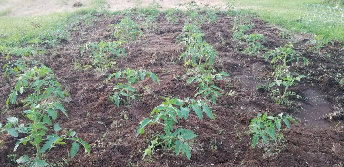 ElyssaMcFarland's tweet photo. #Plant19 is on hold so we may have over done it slightly with #garden19

#tomatopatch https://t.co/GMzZRT82fw
