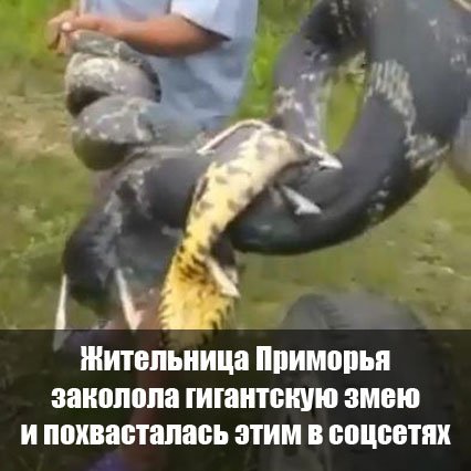 PrimVl's tweet image. primpress.ru/article/40704
#новости #Приморье #Владивосток #PRIMPRESS