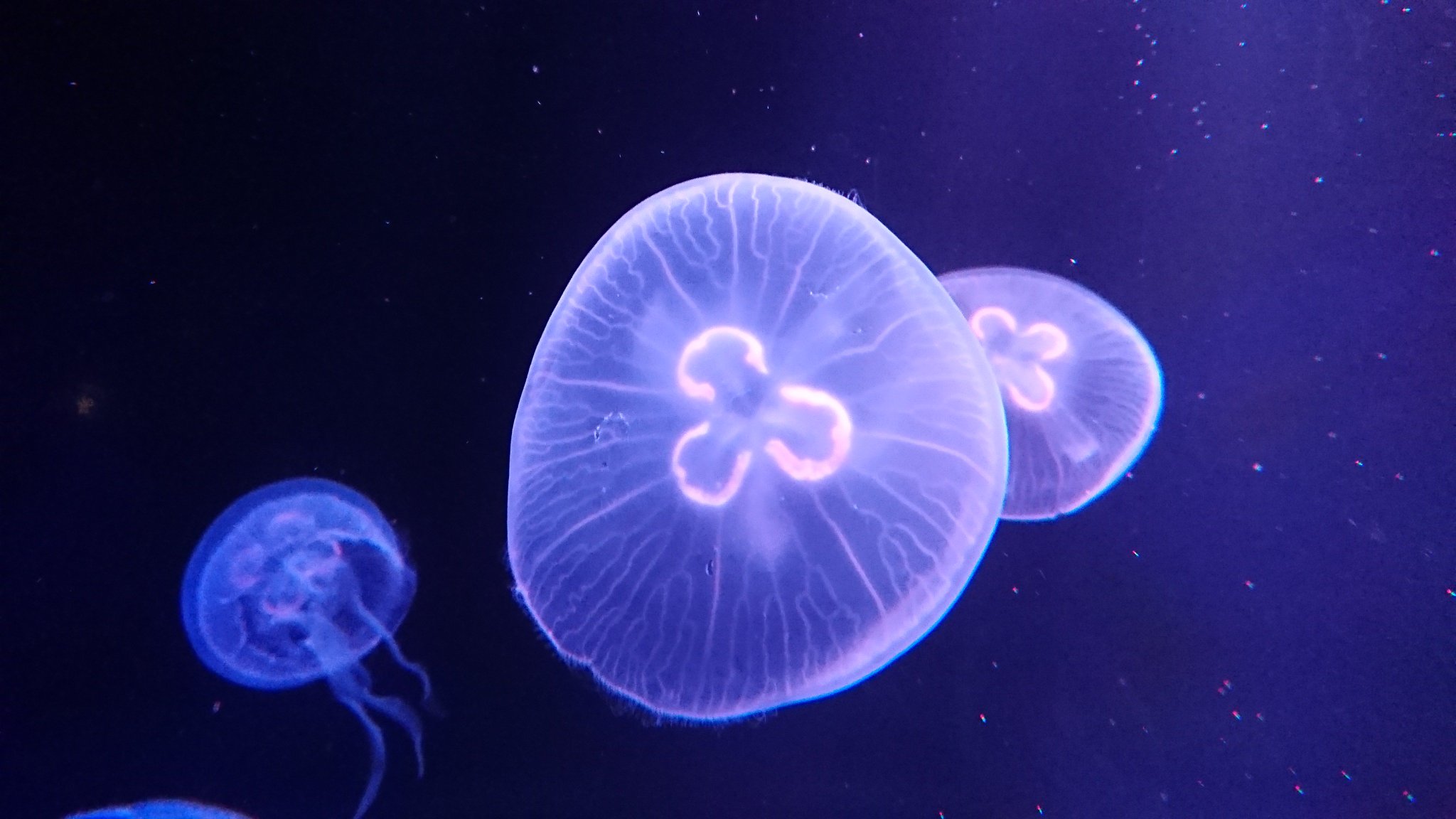 くらげうみ。さま 京都水族館 on X: 