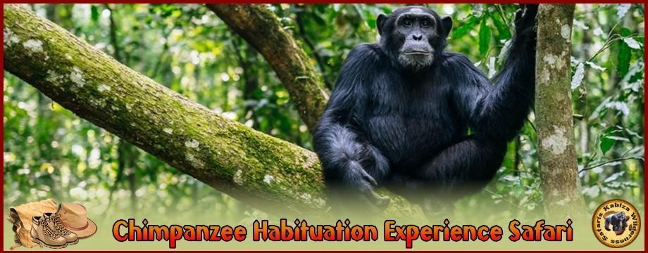 Luxury 3-Day Chimpanzee Habituation Experience Safari-CHEX in Kibale Forest kabiza.com/kabiza-wildern…