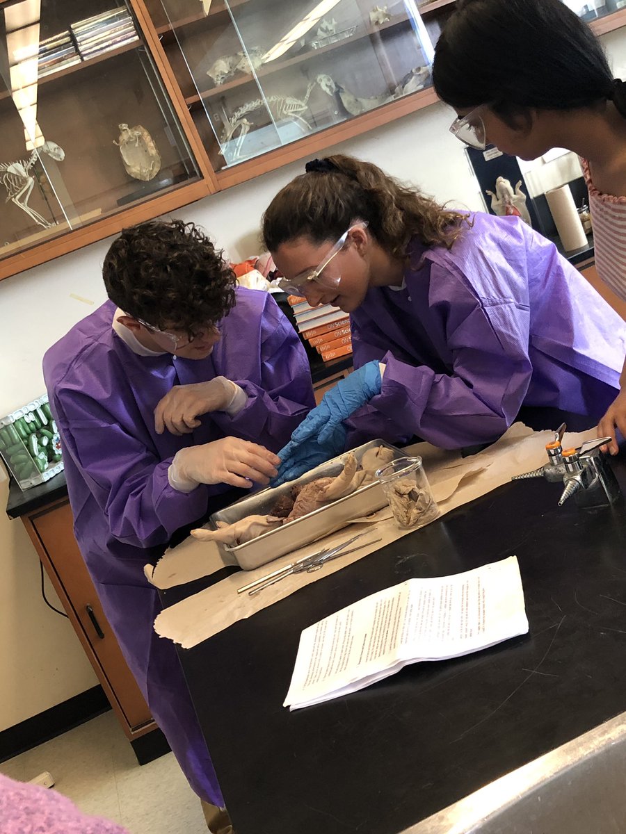 msnuqui's tweet photo. Grade 11 bio students day 2 of dissecting fetal pigs to cap off their “Animal Structure and Function” unit. #experientiallearning #handsonlearning @MDHighSchool https://t.co/QxBTbMuGnv