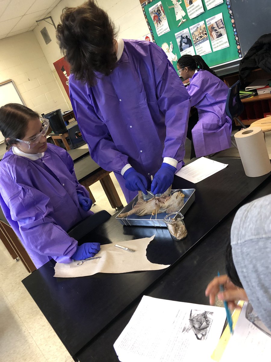 msnuqui's tweet photo. Grade 11 bio students day 2 of dissecting fetal pigs to cap off their “Animal Structure and Function” unit. #experientiallearning #handsonlearning @MDHighSchool https://t.co/QxBTbMuGnv