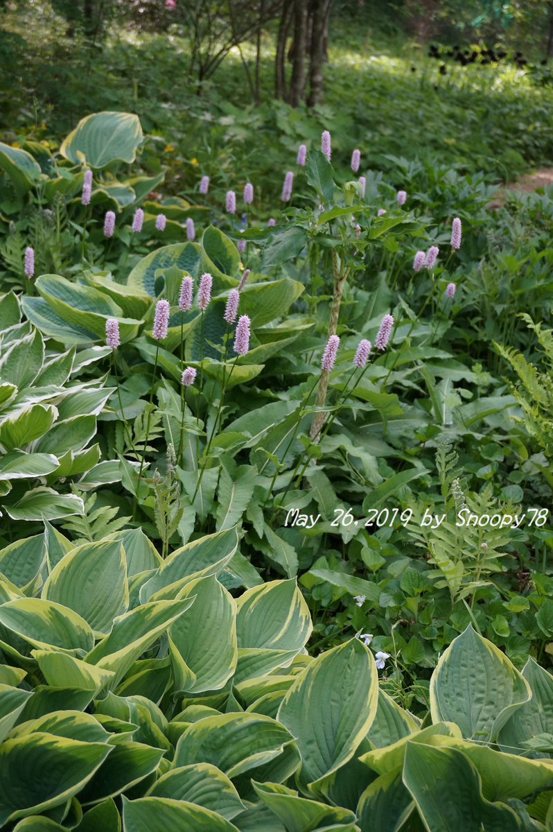 edelsnoopy's tweet photo. For a while, stood in admiration of the garden where #persicaria blooming like candles among variegated #hostas. Going ahead, I found black #tulip '#QueenOfNight' still flowering. It was a hot day like midsummer in spite of still May in #Shinshu. #Tateshina #Barakura #バラクラ https://t.co/z7SpwBVNxZ