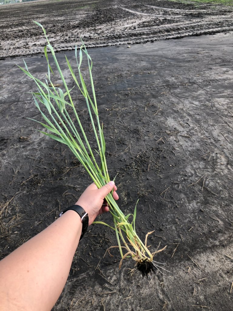 kelseyvano9's tweet image. Assessed conditions @NDSCS_Ag #landlab this morning. Cereal rye fall Seeded @ 90# now in boot stage, looking at planting soybeans into it green when dry and bailing rye right after plant.A visit with @toussaintnick2 to help reassure me I wasn’t crazy 😉 Now just for warm weather.