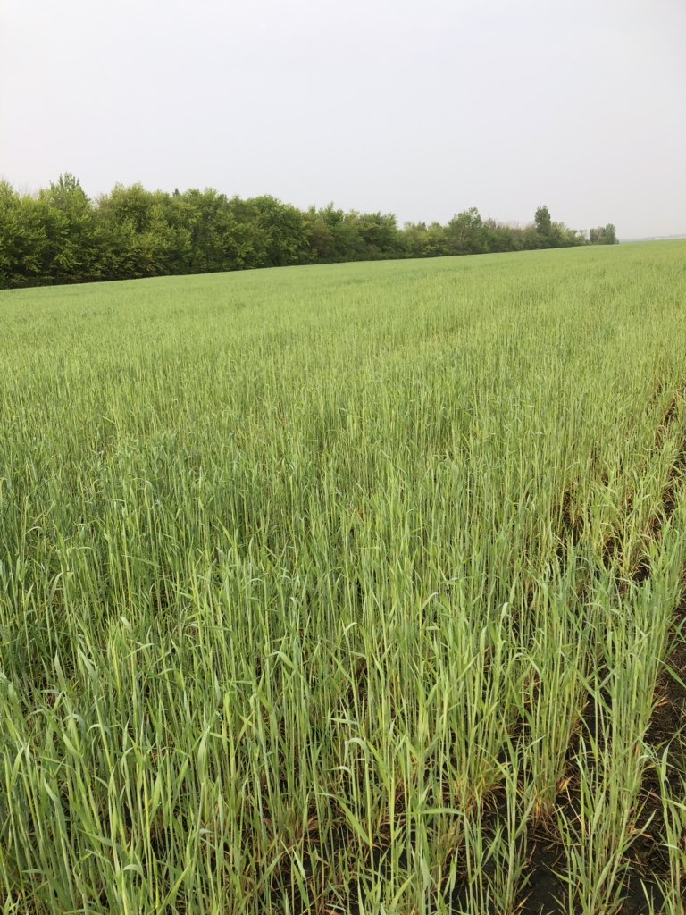 kelseyvano9's tweet image. Assessed conditions @NDSCS_Ag #landlab this morning. Cereal rye fall Seeded @ 90# now in boot stage, looking at planting soybeans into it green when dry and bailing rye right after plant.A visit with @toussaintnick2 to help reassure me I wasn’t crazy 😉 Now just for warm weather.