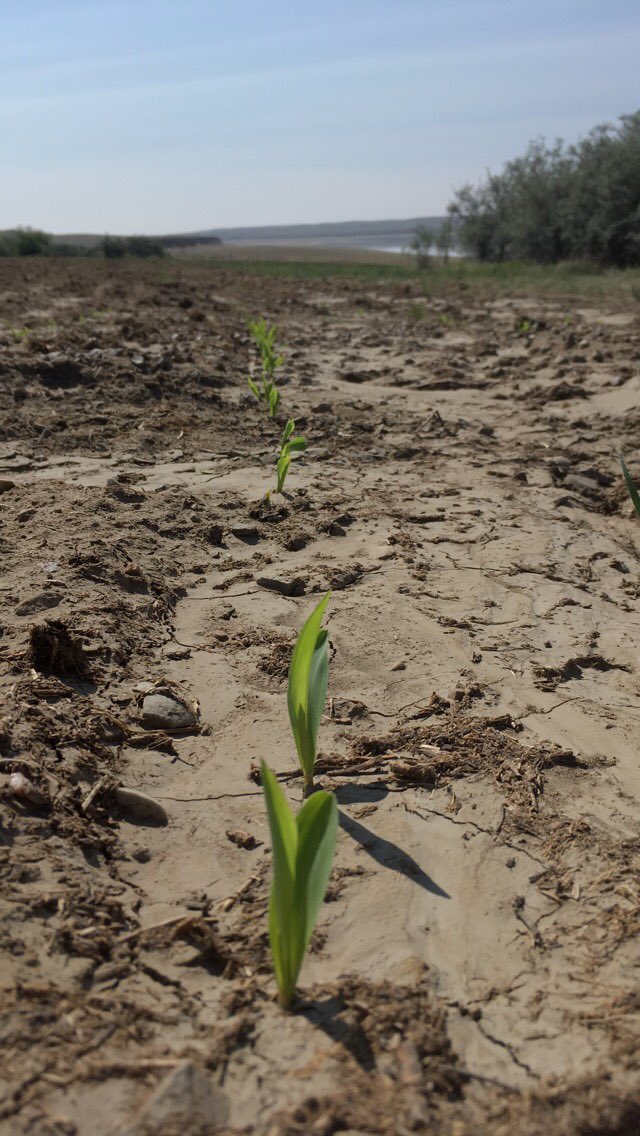 JoleecornDay's tweet photo. Well Corns up!!! Mother Nature won’t give us any rain we’ll make our own! #irragation #saskriver #silage #feedthecows #lovewhereilive https://t.co/UI7Q3FJCbv