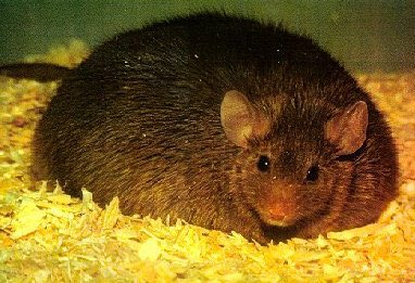 OctoOG's tweet photo. @IdiotMouse #fatmouse https://t.co/8XhQsDbzMB
