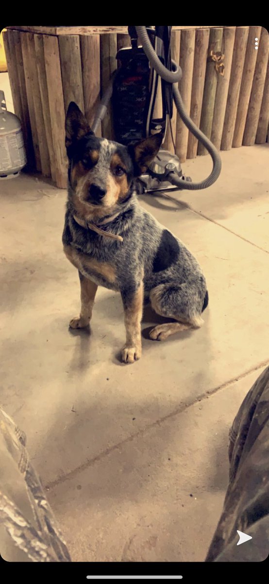 yourboy_oscar13's tweet photo. Lost my dog 3 days ago he hasn’t came home his names cash in radium springs nm area please share and help me bring him back home !! https://t.co/hAqWoWCKU6