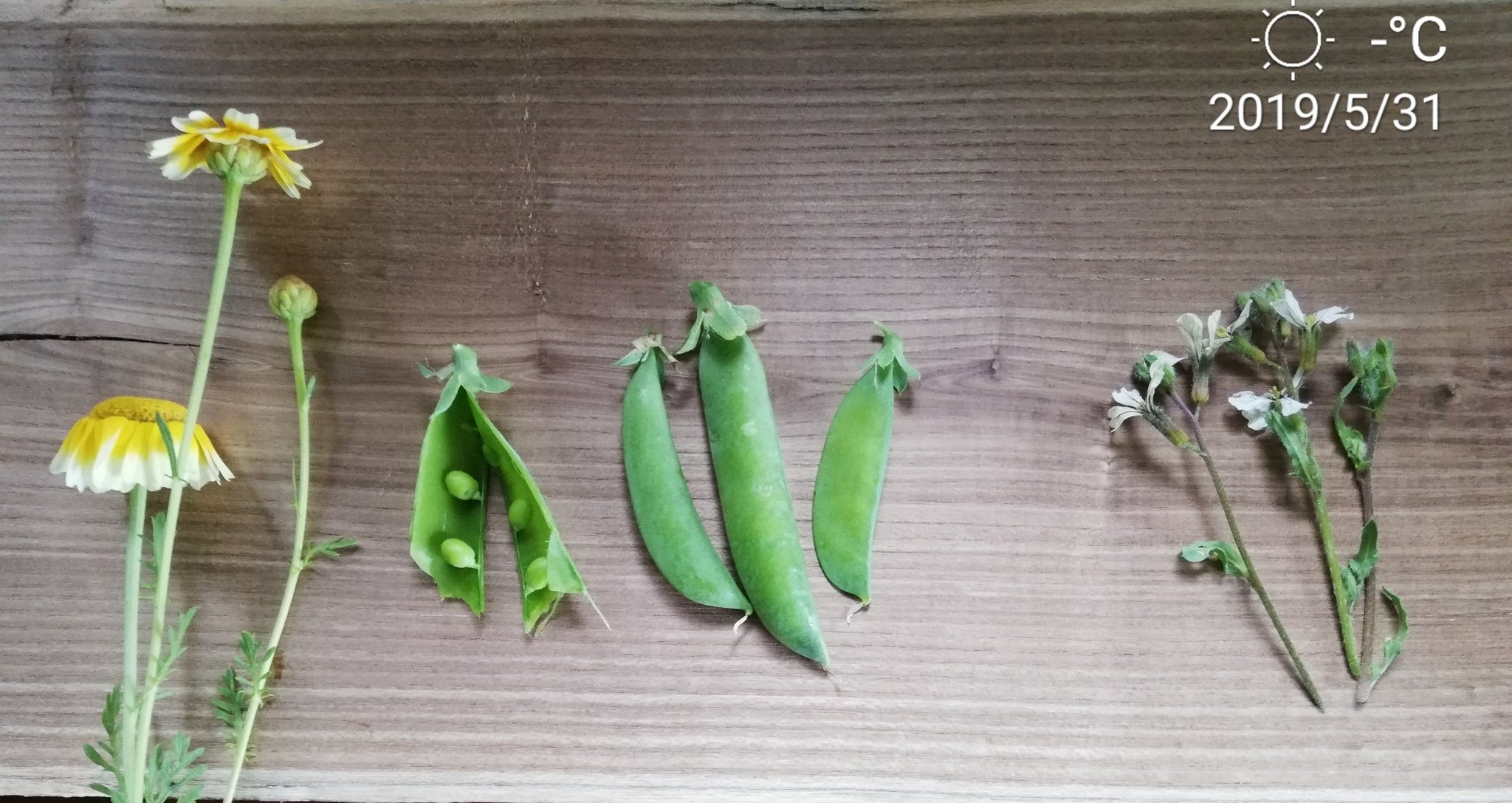 黛 真美子 おかって市場にお野菜を置いてきました 葉っぱ付き人参 スナップエンドウ 絹さや グリンピース サラダ菜 サンチュ サニーレタス グリーンウェーブレタス ルッコラの花 切り花で 春菊の花 宜しくお願い致しますー 値段の設定っ