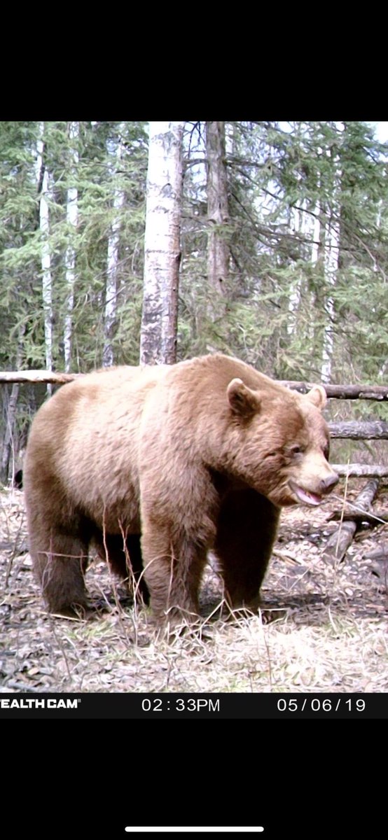 Some big bears being seen in #Canada #Yogi