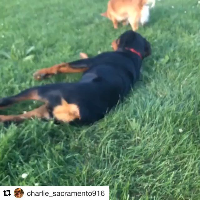 DogsSac's tweet photo. Twinsies 💙💙
.
.
#Repost @charlie_sacramento916
・・・
Mom tell cousin @the_bear916 stop copying me 🐶 #sactowndogs #sacdogs #dogsofinstagram #sacramento #california #dogcousins https://t.co/k0Z0r0qktt https://t.co/Li8TVjsAjJ