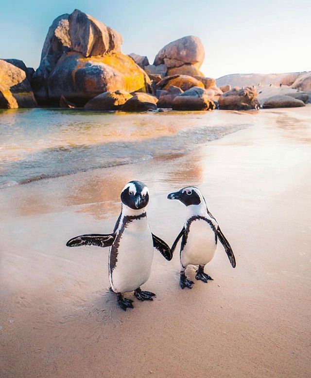 ThinkersFreedom's tweet image. Friendship is the only cement that will ever hold the world together. ~Woodrow Wilson
📸 @emmett_sparling
🌎  #Pengiuns #Friends #FreedomThinkers