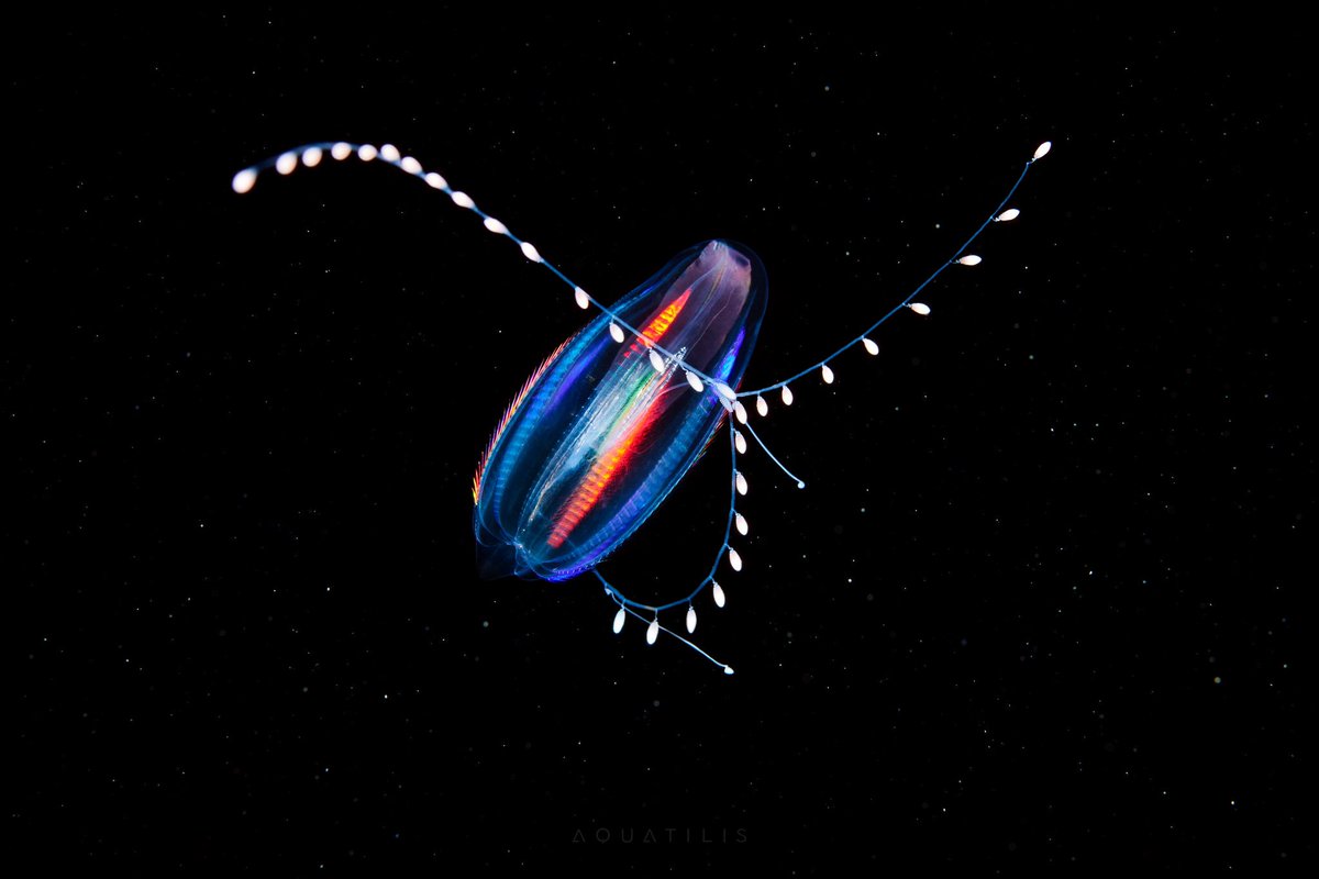 ② Euplokamis dunlapae ~ tentacles covered in cells that create a sticky substance used to hunt zooplankton (can also swim backwards!)
