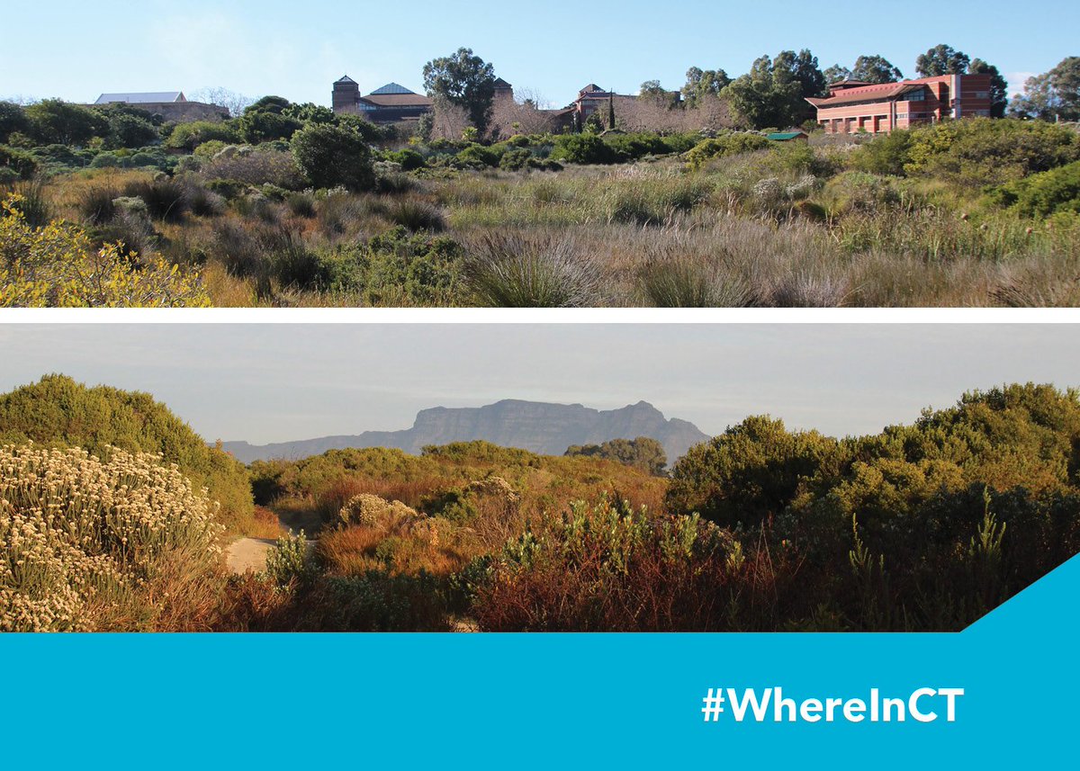 CityofCT's tweet photo. As a Provincial Heritage Site, this nature sanctuary protects critically endangered plant life endemic to the Western Cape. Situated on the campus of UWC, I act as a base for ecological teaching but am also open to the public. #WhereInCT am I? https://t.co/BVvFfRc1N2