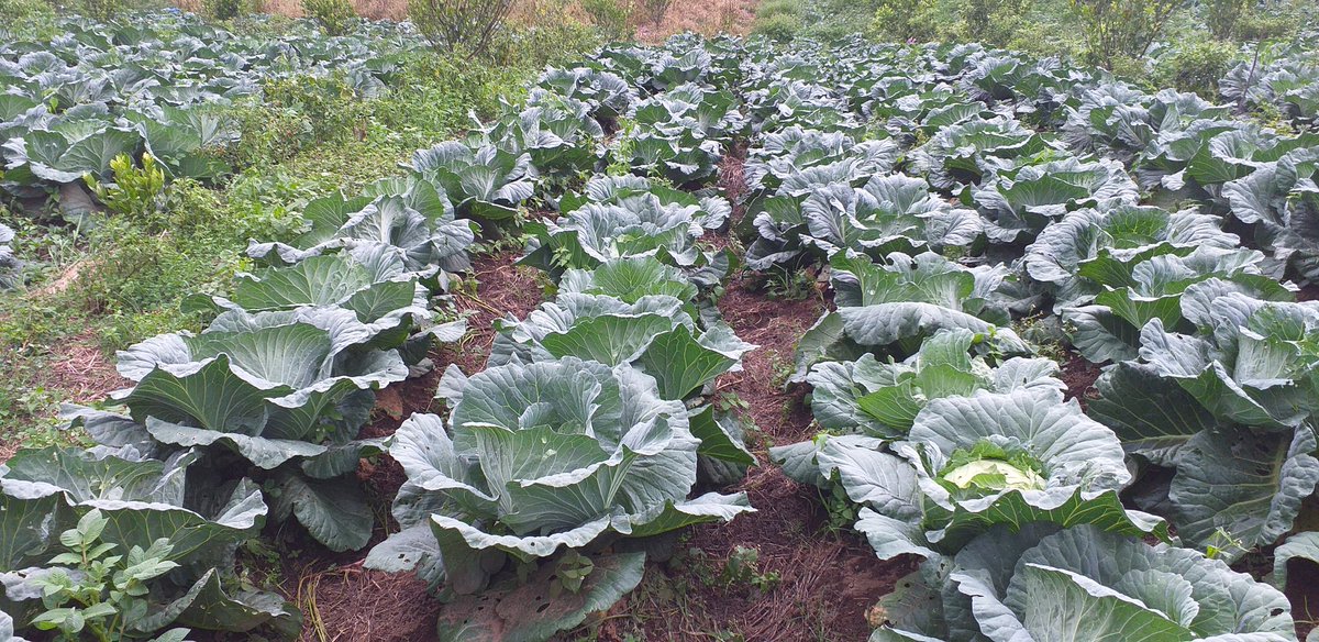 Atanasiyusprg's tweet photo. Cabbages
From Karo Hight Land
North Sumatera https://t.co/MQ0FNkdvL1