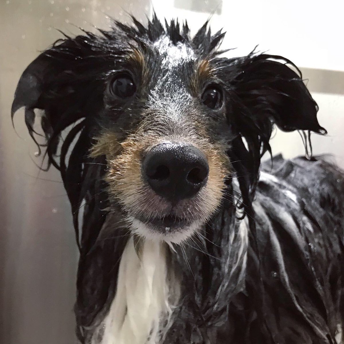 Charpowjoy's tweet photo. 「俺、5歳になったよ♪」

本日ダラ坊Birthday。
元気に5歳になりました。
おめでとう！

#sheltie #shetlandsheepdog #sheltielove #シェルティー #シェルティーと暮らす #シャルパウジョイだら #シャンプーday #hbd #5thbday #kencherry #ケンチェリー #2019spring https://t.co/OZ5ZpHzuRX