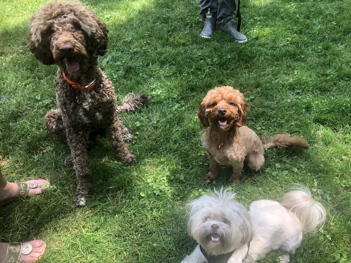 Grand dogs! Left to right- Woodford, Dodger, Ernie - such good boys-so much fun!