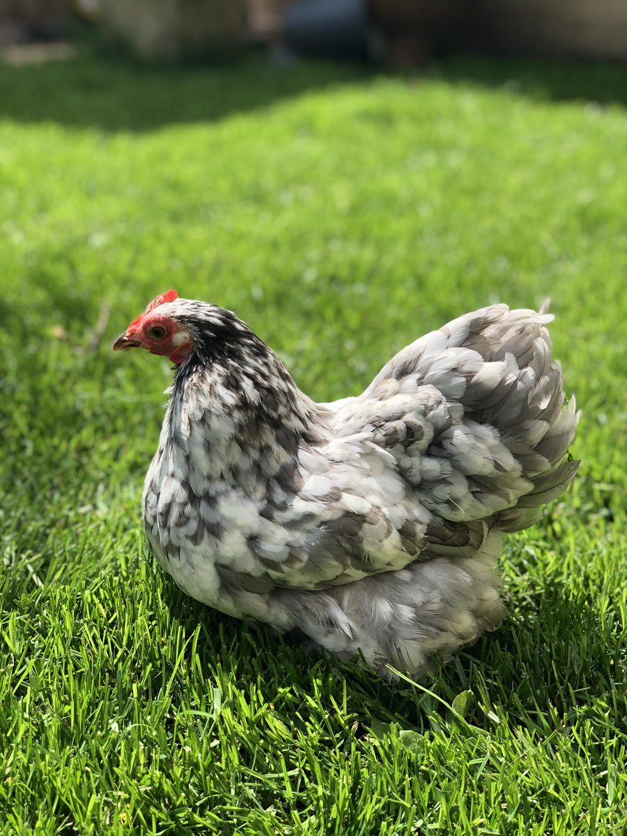 FUSIONspaces's tweet image. Why go #FreeRangeAtWork? When you #SitStandMove at work enzymes that break down fat rise by 90%! After all, we are all just a #HumanAnimal! #workplacewellbeing #StressManagement #wellbeing