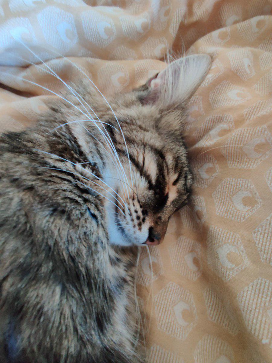 isnocat's tweet photo. @SkiaSkai How'd you get a picture of my cat? D: https://t.co/jKQF31vBbn