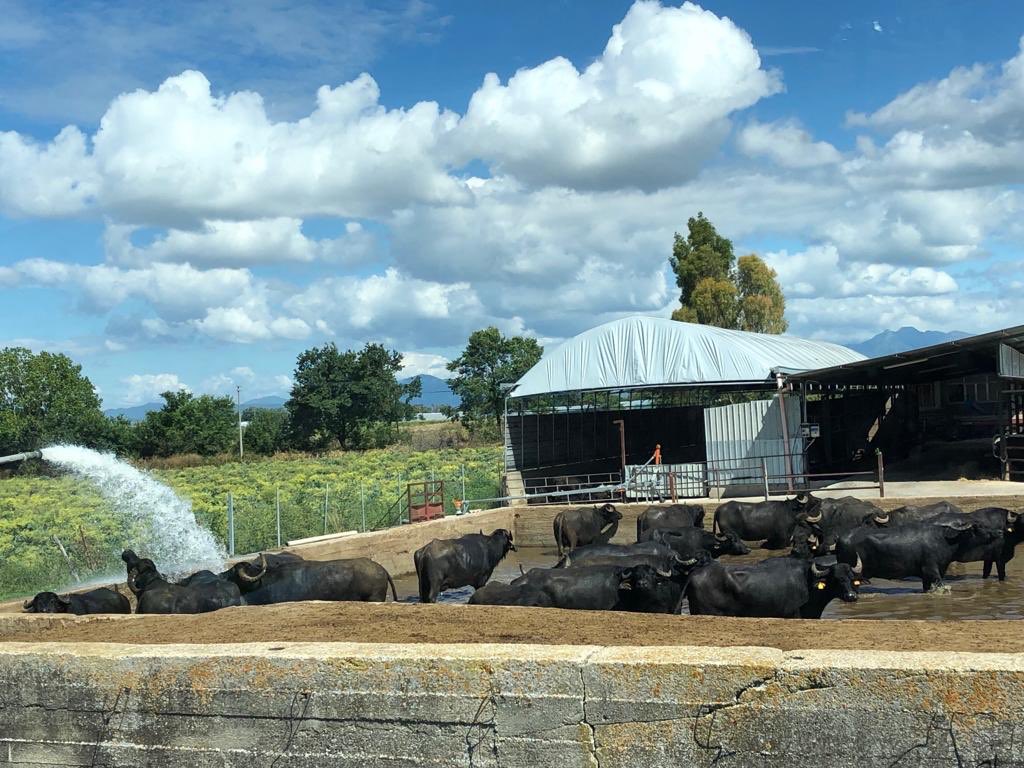 Buon tutto da noi❤️
Mozzarella | Provola | Burrata 🐃Esclusivamente di Bufala🐃
👉Ordini per Ristoranti e Pizzerie 🍕
🚛Spedizione in 24/48h🚀
NUMERO VERDE 800 500 531
poderesanvincenzo.com # #campaniafoodporn #vitadapartenopei #mozzarelladibufala #bufala #provola #gorgonzola