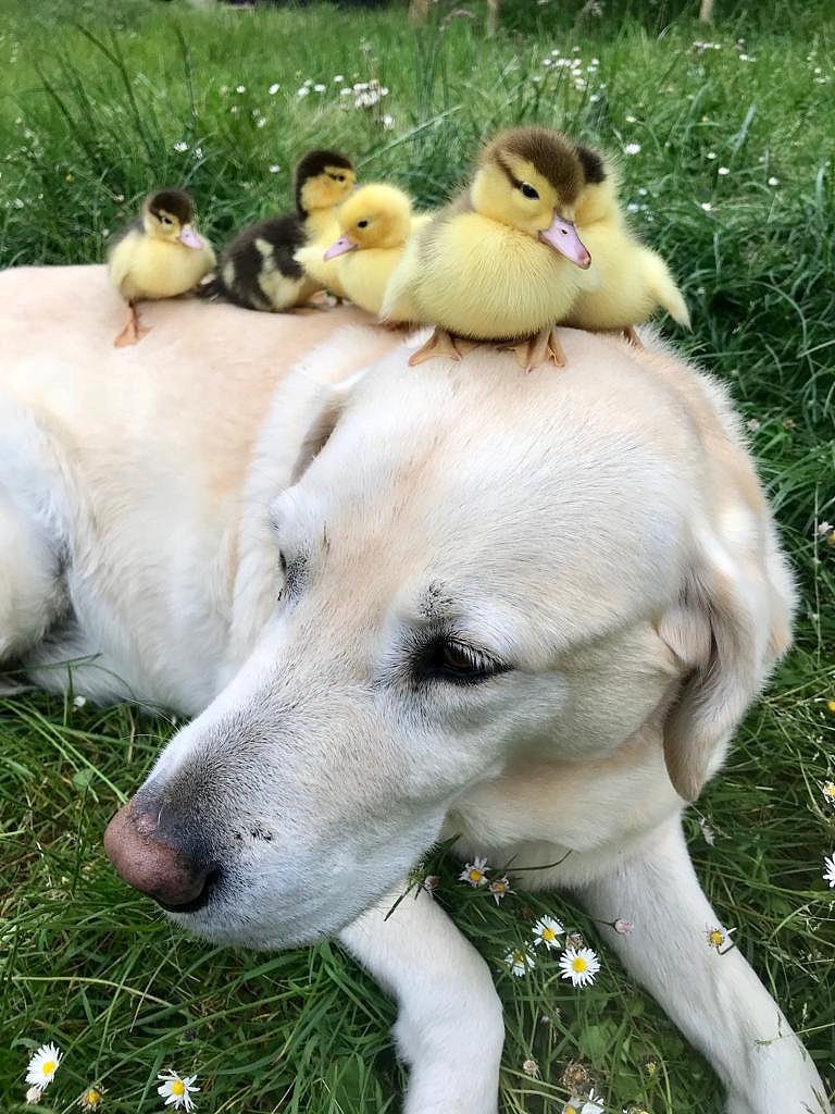 CGTNOfficial's tweet photo. Fred the Labrador from Essex, #UK recently adopts another six ducklings "under his paw" after melting the whole nation by adopting nine ducklings last year https://t.co/qaDXYqMs3t