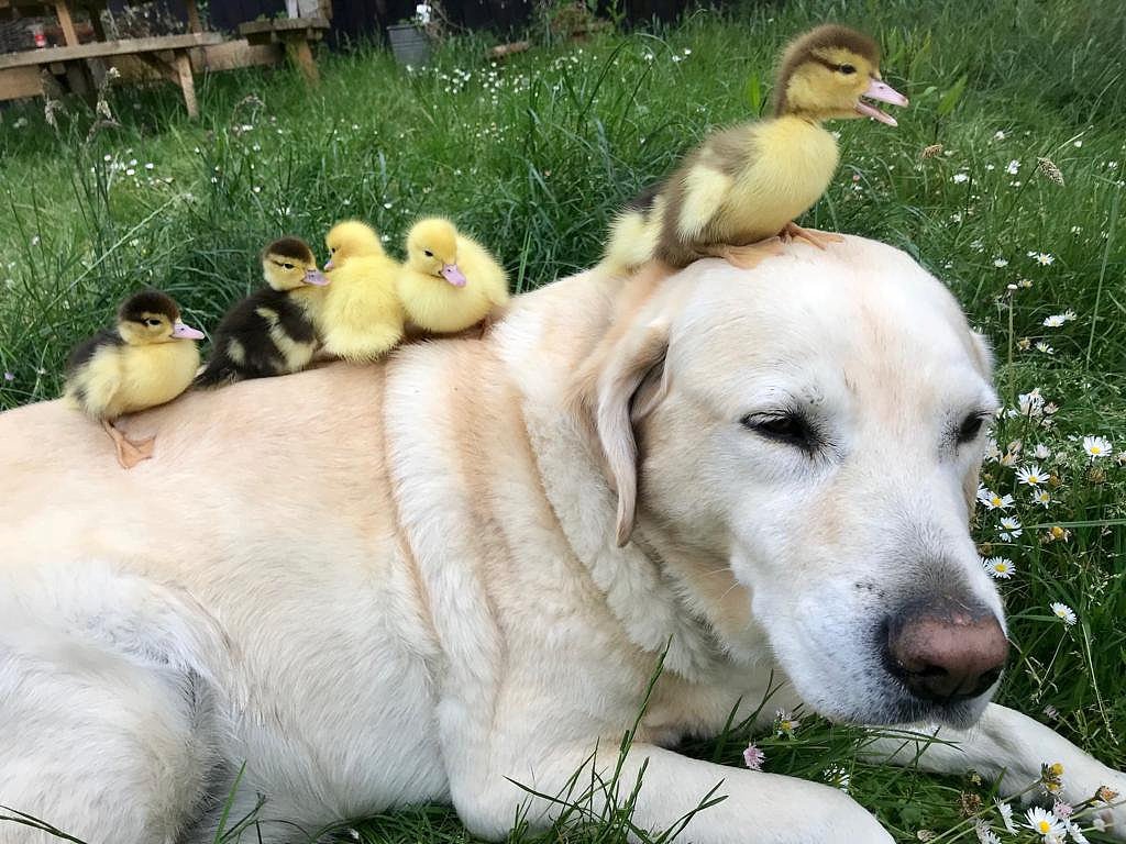 CGTNOfficial's tweet photo. Fred the Labrador from Essex, #UK recently adopts another six ducklings "under his paw" after melting the whole nation by adopting nine ducklings last year https://t.co/qaDXYqMs3t