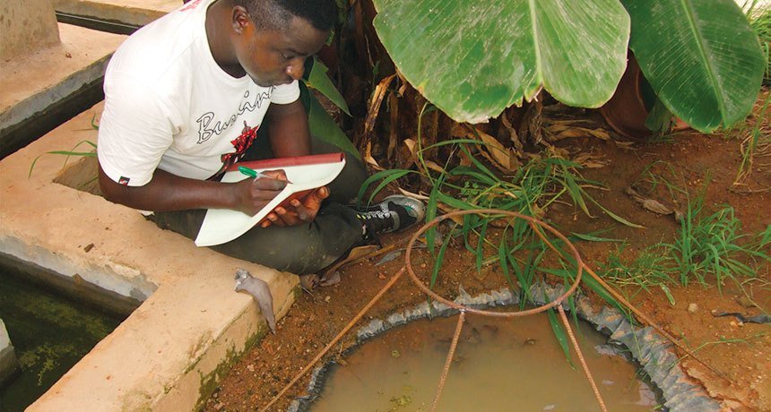 brightsblog's tweet photo. A fungus weaponized with a spider toxin can kill malaria mosquitoes https://t.co/A35bY6ui8J In field trials, genetically engineered Metarhizium pingshaense reduced numbers of the insects #Fungus #SpiderToxin #Mosquitoes #Malaria https://t.co/pF9T4143RR https://t.co/7F8oPjE54W