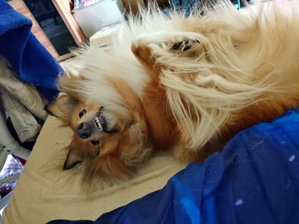 AethiDelight's tweet photo. Can't help but cuddle her if she's this cute #shelti https://t.co/YxrbPsdkiY