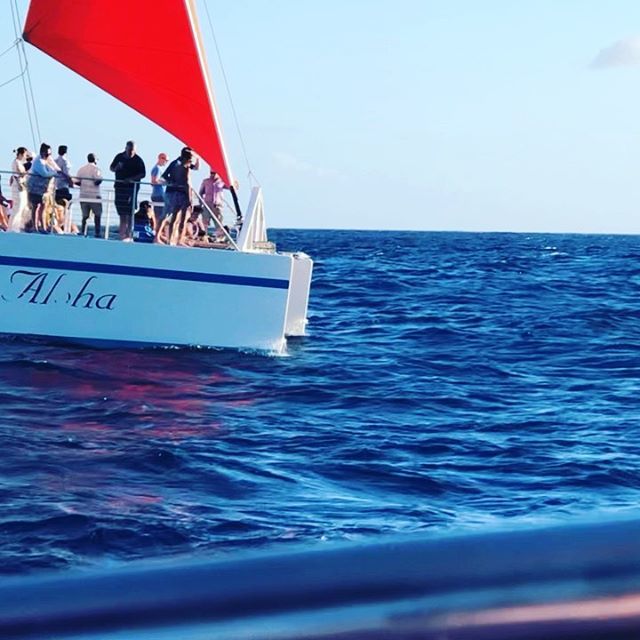 TrainingZoneSEA's tweet image. We made some new friends today!!! @jennalive_ #dolphins🐬 #sunsetcruise #workvacay #amazing #hawaii bit.ly/2W51YjM