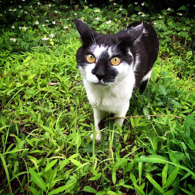 しーちゃん通りのtwitterイラスト検索結果