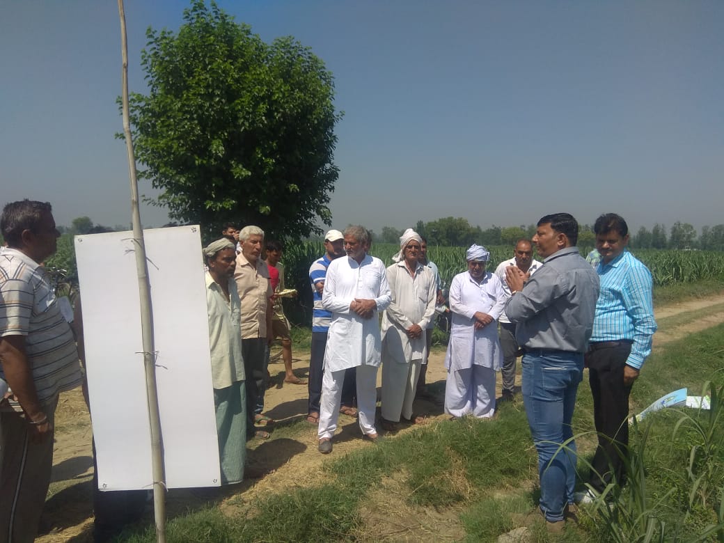 IPLBiologicals's tweet image. #Farmers of Badhla 8 village of UP participated in Result Differentiation activity on #Sugarcane #crop in which IPL products (#Sanjeevni, #PhasalRakshak, #SoilGold &amp;amp; #Phoster) were used. 
Final result: better #tillering and open broader #leaves
@IPLBiologicals