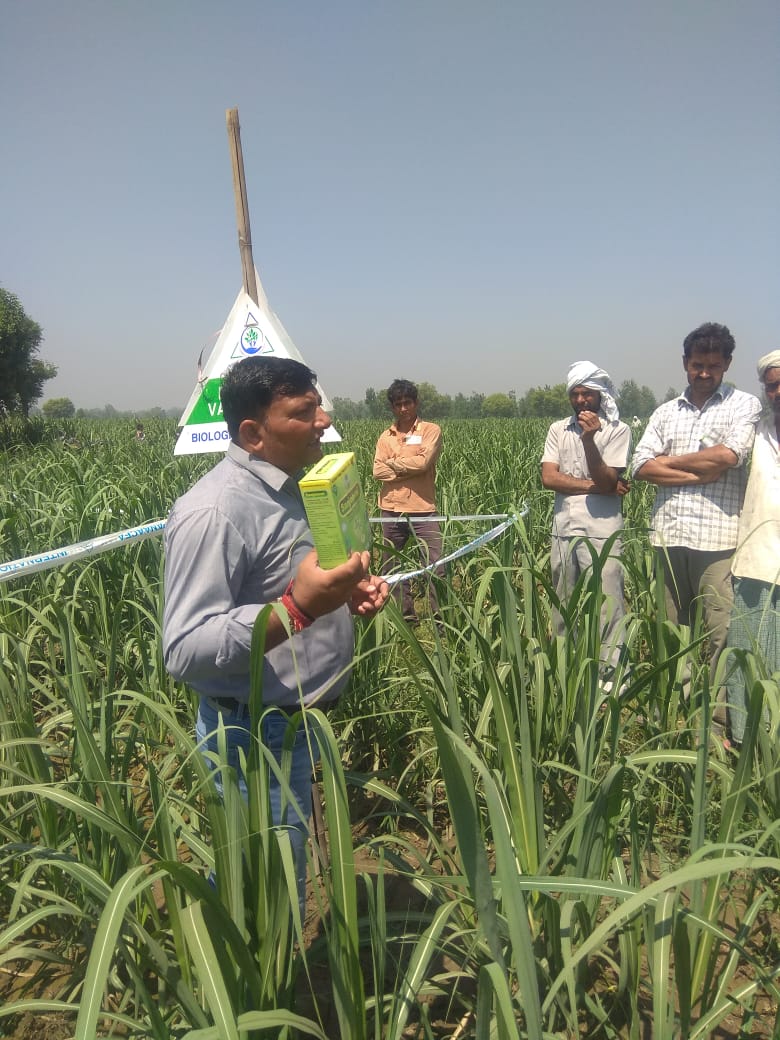 IPLBiologicals's tweet image. #Farmers of Badhla 8 village of UP participated in Result Differentiation activity on #Sugarcane #crop in which IPL products (#Sanjeevni, #PhasalRakshak, #SoilGold &amp;amp; #Phoster) were used. 
Final result: better #tillering and open broader #leaves
@IPLBiologicals