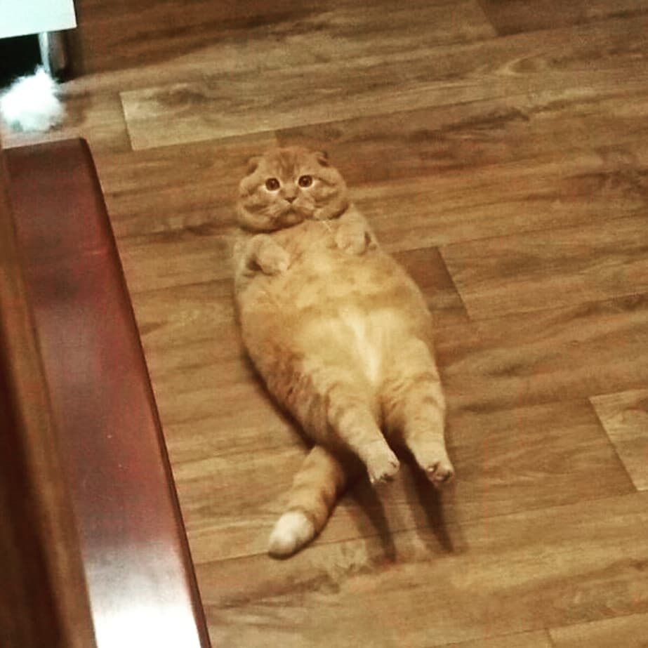 Кот качает пресс