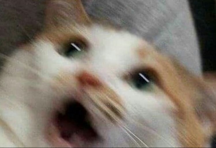 bisexualmemes's tweet photo. Me: I like boys
People: ok
Me: and girls 
People: https://t.co/97BrnJKkf1
