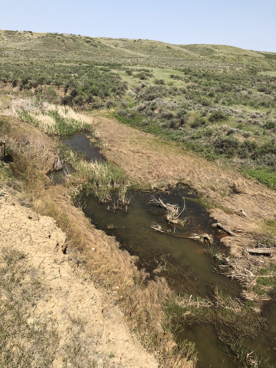 lahrkii's tweet image. “Let the rodent do the work!” #beaverdam #ecosystemengineer #UMBRIDGES #INFEWS