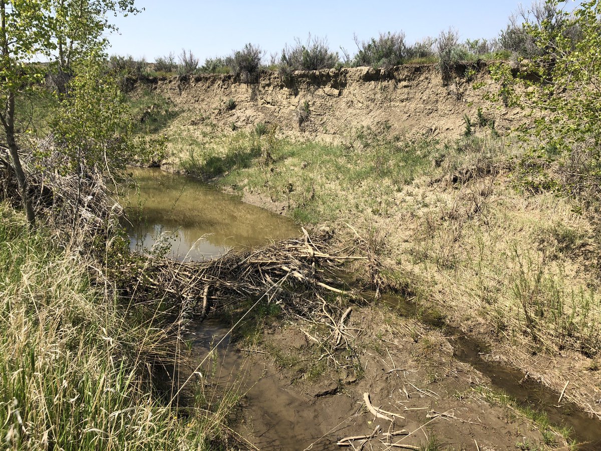 lahrkii's tweet image. “Let the rodent do the work!” #beaverdam #ecosystemengineer #UMBRIDGES #INFEWS