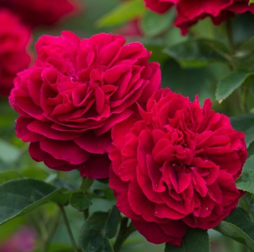 daisysdays1's tweet photo. 🌹¸¸♬·¯·♩¸¸♪·¯·♫¸¸🌹¸¸♫·¯·♪¸¸♩·¯·♬¸¸🌹
Music gives a soul to the universe 
          wings to the mind 
     flight to the imagination 
         and life to everything 
🌹¸¸♬·¯·♩¸¸♪·¯·♫¸¸🌹¸¸♫·¯·♪¸¸♩·¯·♬¸¸🌹

                  ~Plato~
#FridayThoughts #HappyFriday https://t.co/nmTte8gwNB