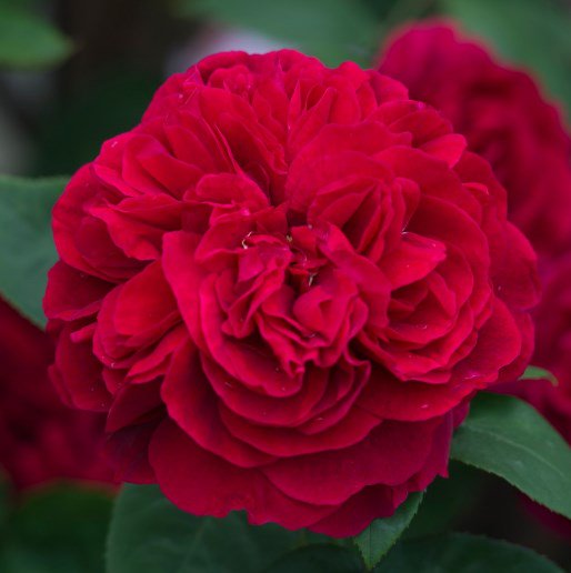 daisysdays1's tweet photo. 🌹¸¸♬·¯·♩¸¸♪·¯·♫¸¸🌹¸¸♫·¯·♪¸¸♩·¯·♬¸¸🌹
Music gives a soul to the universe 
          wings to the mind 
     flight to the imagination 
         and life to everything 
🌹¸¸♬·¯·♩¸¸♪·¯·♫¸¸🌹¸¸♫·¯·♪¸¸♩·¯·♬¸¸🌹

                  ~Plato~
#FridayThoughts #HappyFriday https://t.co/nmTte8gwNB