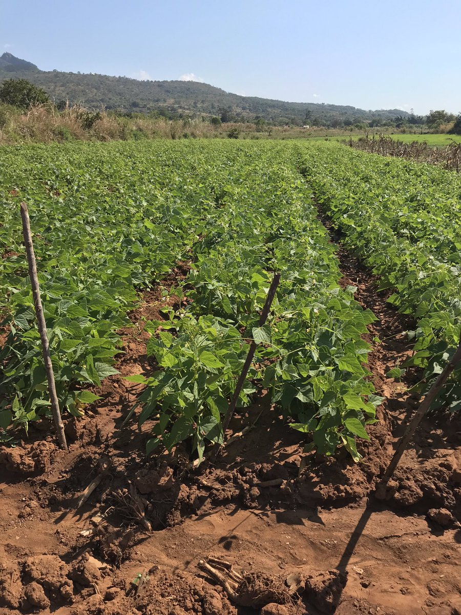 BeiraGrowth's tweet photo. The #inputspartnership and @BeiraGrowth convened in Chimoio this week to assess recent cyclone Idai damage. Despite substantial disruption to irrigation systems farmers are resilient and are redirecting water through makeshift equipment to irrigate their crops. https://t.co/JpLC4yiYFY