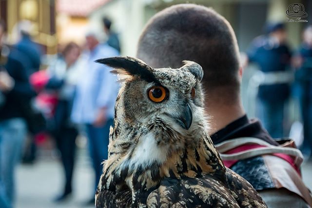 321ditecheese's tweet photo. San Gerardo 2018
#parata #turchi #sangerardo #gufo #potenza #basilicata #italy
#PS #tradition #parade #colors #art #artistic #bestphoto #cool #instaphoto #instapic #instashot #photography #photooftheday #photos #photoshop #photoshot #photowall #picofthed… https://t.co/nZyZuOnrAu https://t.co/9LINwRt59E