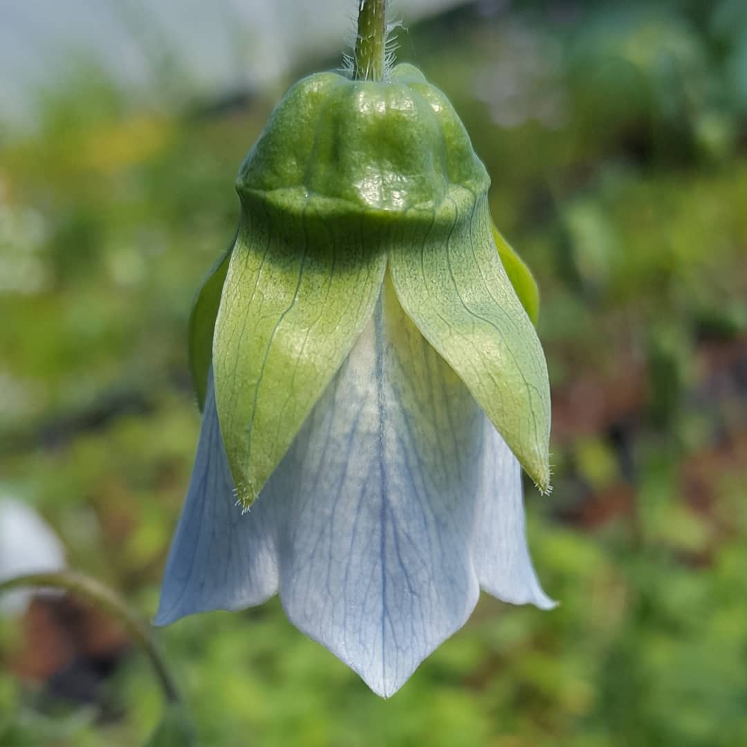 PlantPref's tweet photo. Codonopsis obtained as C. cardiophylla but looks more like C. clematidea to me!  Young plants growing on for sale later in the year but a few have decided to flower.

#codonopsis #codonopsisclematidea #codonopsiscardiophylla #wrongname #wildcollection #blueflowers #hardyplants https://t.co/1IfEkMF49S