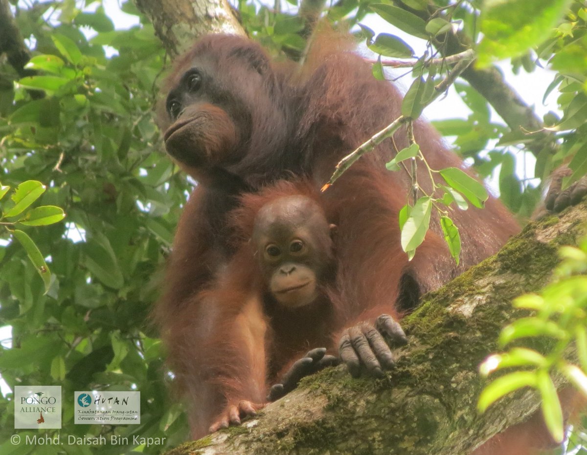 PongoAlliance tweet media