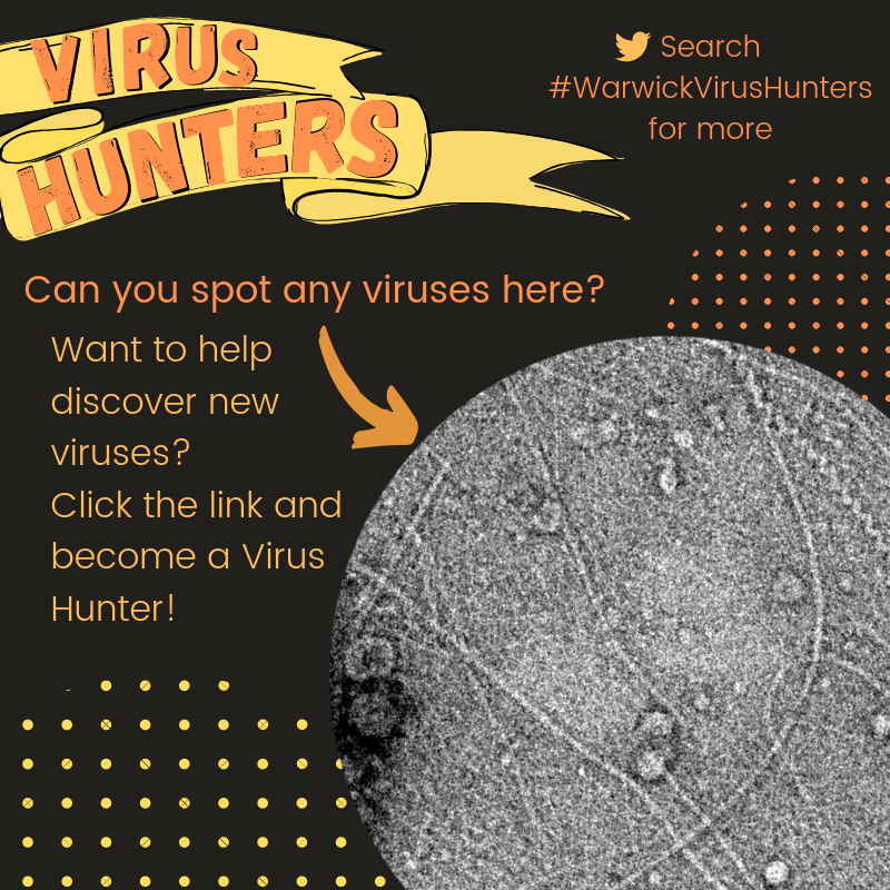 UoWVirusHunters's tweet photo. Did you know that you can join the team of #WarwickVirusHunters by helping us spot viruses on @the_zooniverse?🦠 Click the link and join the hunt!🔬 https://t.co/0HwsnF22mj https://t.co/4brelZFDXH