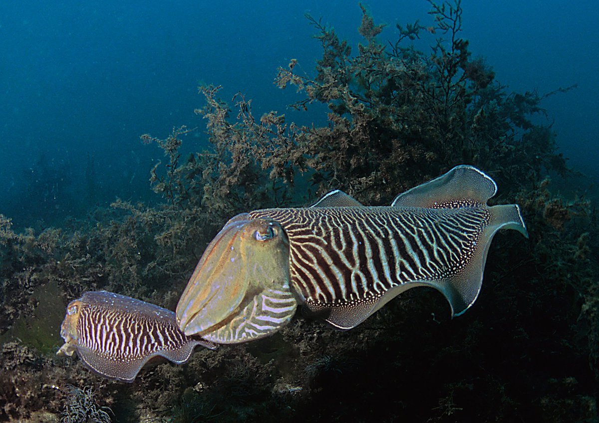 GoodFishGuideUK's tweet photo. #DYK cuttlefish are the shadiest queens of the ocean and are able to keep a potential mate to themselves by dressing up in drag to deceive competing males!🦑💃https://t.co/iRvs1smJEa #FunFactFriday #FishFriday #ServingFish #DragRace #DragRaceFinale https://t.co/kFVYeHyIVz