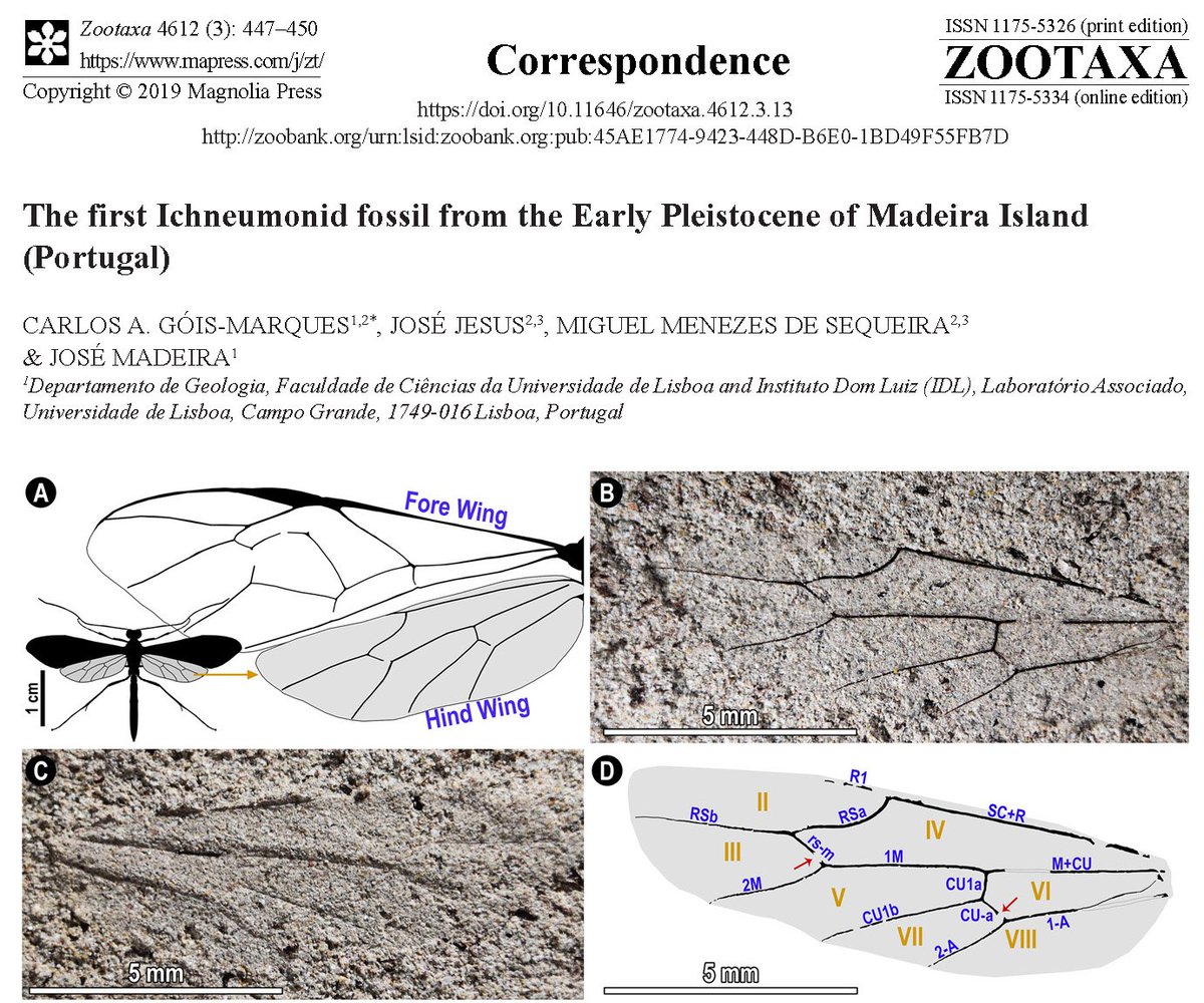 CGoisMarques's tweet photo. My newest paper available at https://t.co/WPsJYupJKp #MadeiraIsland #Ichneumonidae #palaeoentomology #palaeozoology https://t.co/FA7zuMickp