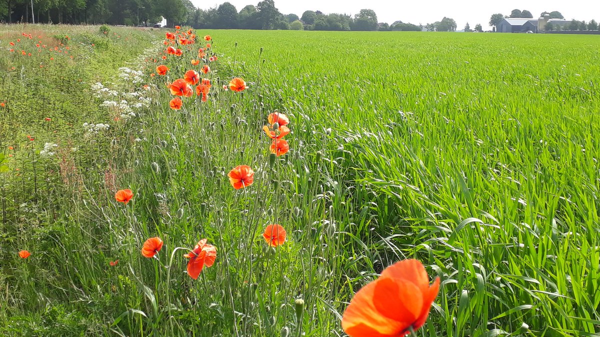 natuurgroen's tweet photo. Prachtig uiteraard. Maar komt op deze manier de #bonteberm van weleer terug? Het gehele landschap was in de jaren '70-80 diverser.
Totale #landschap moet hierin mee. #Biodiversiteitnu https://t.co/qd1lXB4RBo