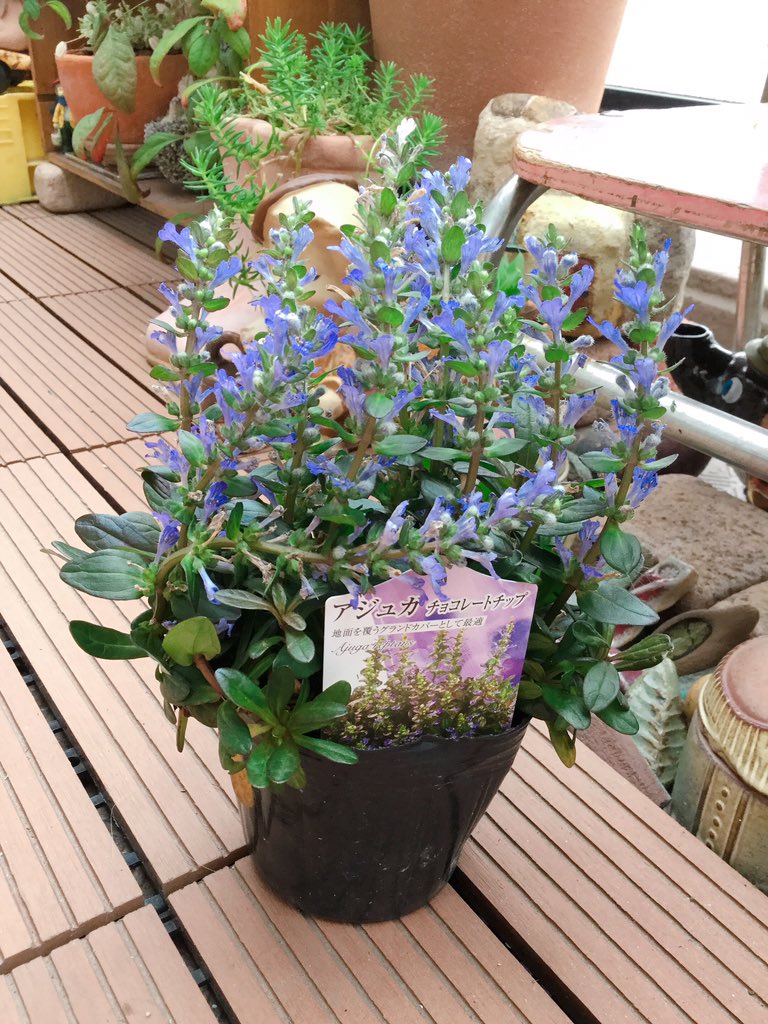 zakkaokusama's tweet photo. 最後に以前から気になっていたおしゃれな花屋「AltePost」さんにも寄りました。今回は花の苗を購入。
次回は切り花を買ってみようかな。
#名古屋市天白区 #AltePost #花屋 https://t.co/Gz0n0rByYl