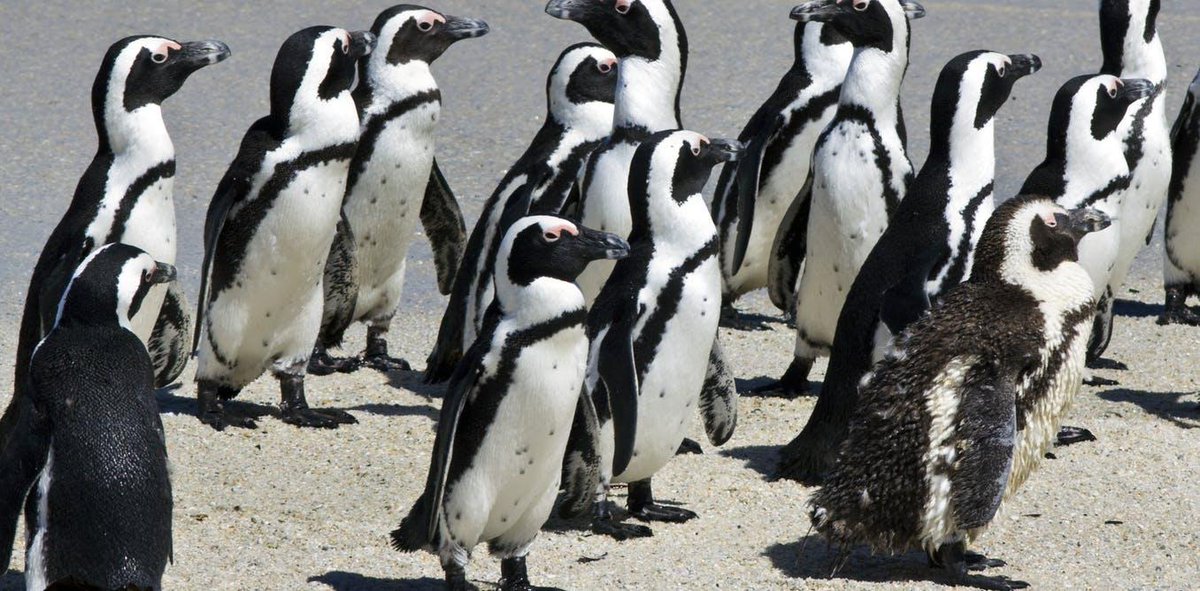On land African #penguins often face invasive predators like feral cats. At sea they face threats from incidental oil spills, to plastic debris, and potential competition with fisheries. bit.ly/2MksINp #AfricaFactFriday