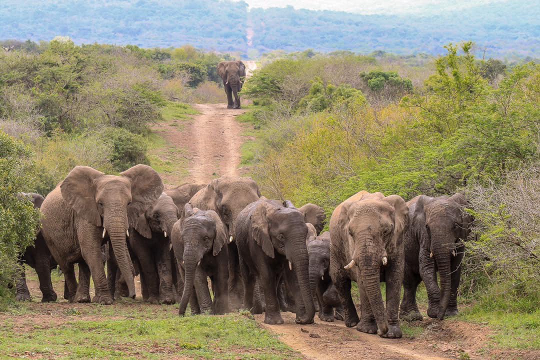 THULATHULA1's tweet photo. Thula Thula Game Reserve is looking for an assistant to our GM. Experience in bookkeeping and HR necessary. Live in position. South African resident. Must love wildlife ❤️🐘🦏🦒🐕❤️ and doggies 
Email: accounts@thulathula.com @JennyJ777 @earearblog https://t.co/wXir3ImDj5